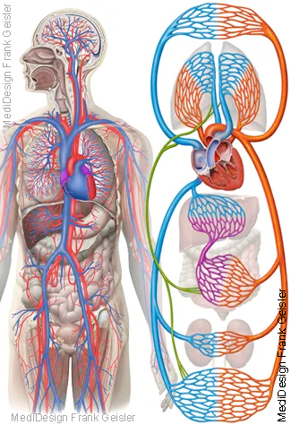 Organe im großen und kleinen Blutkreislauf mit Pfortadersystem
