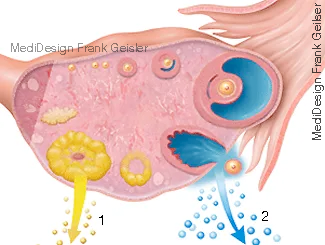 Eierstock Eisprung, Hormone 1 = Progesteron, 2 = Oestrogen