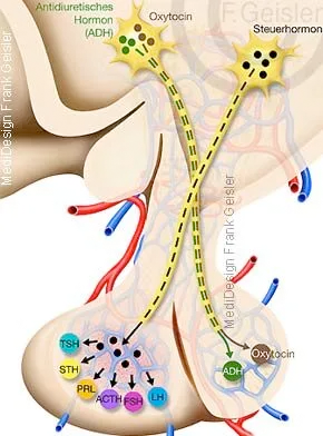 Hormonbildung Hormone in Hypophyse