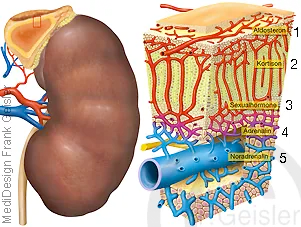 Niere mit Hormonen der Nebenniere: 1 = Aldosteron, 2 = Kortison, 3 = Sexualhormone, 4 = Adrenalin, 5 = Noradrenalin