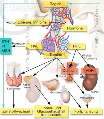 Regelkreis des Hypothalamus-Hypophysen-Systems