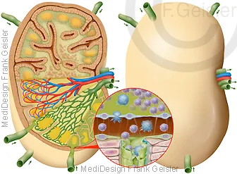 Histologischer Aufbau Lymphknoten mit Immunzellen 