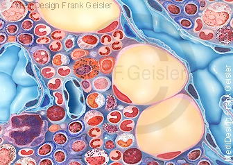 Histologie Knochenmark, das wichtigste blutbildende Organ