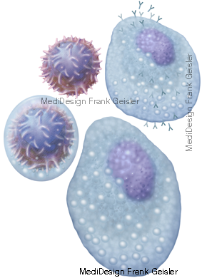 Immunzellen T-Zelle, B-Lymphozyt, B-Zelle und Leukozyt Immunzellen T-Zelle, B-Lymphozyt, B-Zelle und Leukozyt