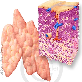 Anatomie und Histologie Thymusdrüse
