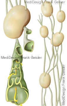 Lymphgefäße mit Lymphknoten, Funktion Lymphkapillare Lymphgefäße mit Lymphknoten, Funktion Lymphkapillare
