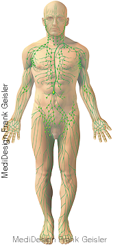 Übersicht Lymphbahnen mit Lymphgefäße und Lymphknoten Übersicht Lymphbahnen mit Lymphgefäße und Lymphknoten