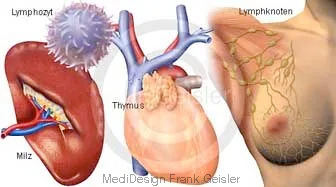 Organe im Lymphsystem, Milz, Thymus sowie Lymphknoten Organe im Lymphsystem, Milz, Thymus sowie Lymphknoten
