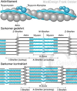 Physiologie Muskel, Darstellung Aktinfilament und Funktion der Sarkomer