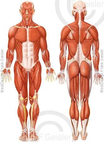 oberflächliche Muskulatur des Menschen von frontal und dorsal