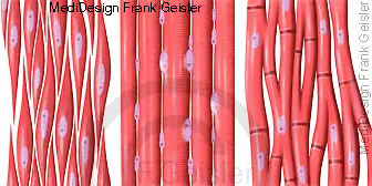 Muskelgewebe, bestehend aus charakteristischen Muskelzellen