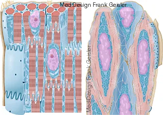 quergestreifte Skelettmuskulatur und Muskelzellen der glatten Muskulatur