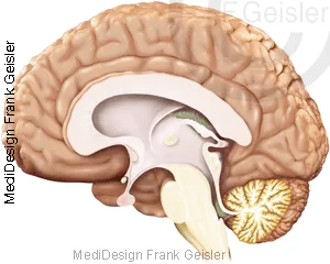 Medianschnitt Großhirn, Zwischenhirn; Mittelhirn, Kleinhirn Medianschnitt Großhirn, Zwischenhirn; Mittelhirn, Kleinhirn