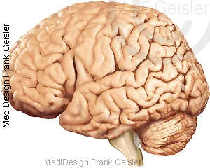 Gehirn mit Großhirn, Hirnstamm, Kleinhirn, Rückenmark Gehirn mit Großhirn, Hirnstamm, Kleinhirn, Rückenmark