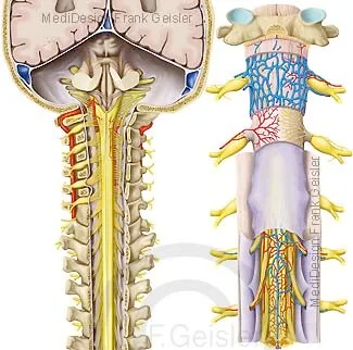 Gehirn, Hirnstamm, Rückenmark im Wirbelkanal mit Rückenmarkshäute Gehirn, Hirnstamm, Rückenmark im Wirbelkanal mit Rückenmarkshäute