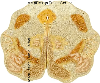Histologie verlängertes Mark Medulla oblongata Histologie verlängertes Mark Medulla oblongata