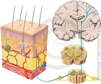 Rückenmark mit Spinalnerven, Leitung Informationen Rückenmark mit Spinalnerven, Leitung Informationen