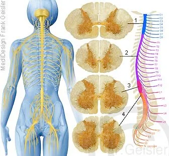 Wirbelsäule, Lage Rückenmark mit Nervenbahnen Wirbelsäule, Lage Rückenmark mit Nervenbahnen