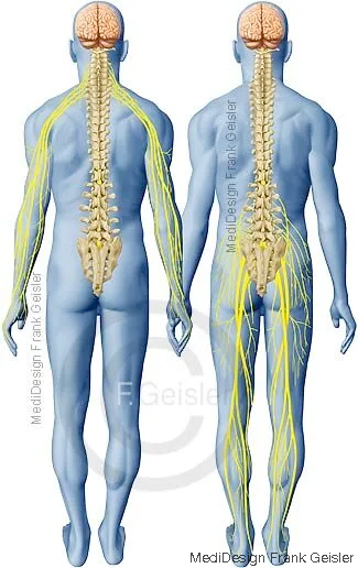 Gehirn mit Rückenmark, Wirbelsäule mit Nervenbahnen Gehirn mit Rückenmark, Wirbelsäule mit Nervenbahnen