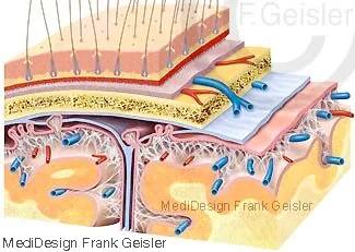 Hirnhaut Meninx cerebri Bindegewebsschichten Gehirn Hirnhaut Meninx cerebri Bindegewebsschichten Gehirn