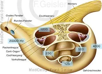 Hören Hörschnecke mit Nervenfasern