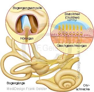 nnenohr mit Bogengänge und Ohrschnecke sowie Gleichgewichtsorgan