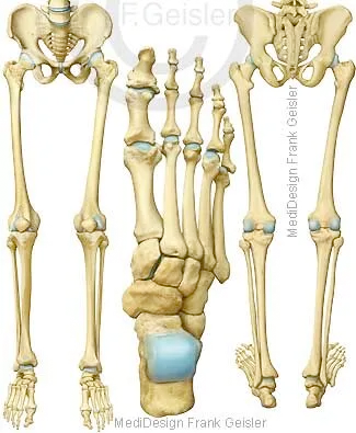Becken mit untere Extremitäten, Fußknochen
