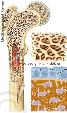 Lamellenknochen mit Knochenmark und Knochengewebe