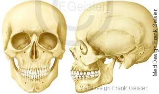 Schädelknochen von vorn und seitlich