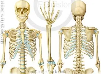 Rumpfskelett mit oberen Extremitäten