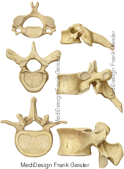 Wirbelknochen der Wirbelsäule