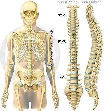 Körper mit Skelett, Darstellungen der Wirbelsäule