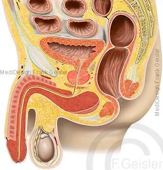 Längsschnitt durch Becken beim Mann mit Geschlechtsorgane