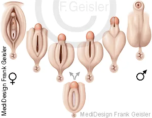 Embryonale Entwicklung der äußeren Geschlechtsorgane