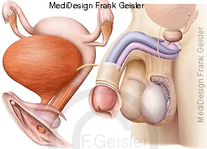äußere und innere Geschlechtsorgane der Frau, Geschlechtsorgane beim Mann