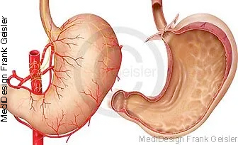 Magen mit Speiseröhre, Arterien, Nerven, Magenkörper von vorn eröffnet