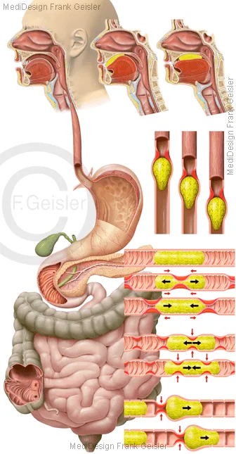 Übersicht Organe Verdauungstrakt, Peristaltik in Speiseröhre, Motorik Pendelbewegung Segmentierung Peristaltik im Darm