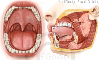 Ansichten Mund, Öffnung Verdauungstrakt