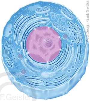 Aufbau einer Zelle, Plasmazelle mit Zellorganellen
