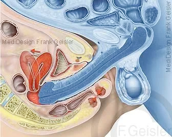 Zeugung des Menschen mittels Geschlechtsakt 