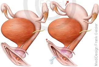 äußere und innere Geschlechtsorgane der Frau