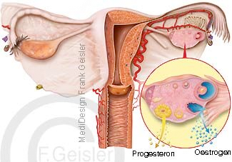 Scheide Vagina und Gebärmutter Uterus, Eierstock Ovar mit Eisprung