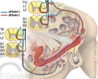 Geschlechtsakt, eine Kette vegetativer Reflexe im ZNS