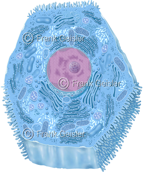 Zelle, Zytologie und Gewebe